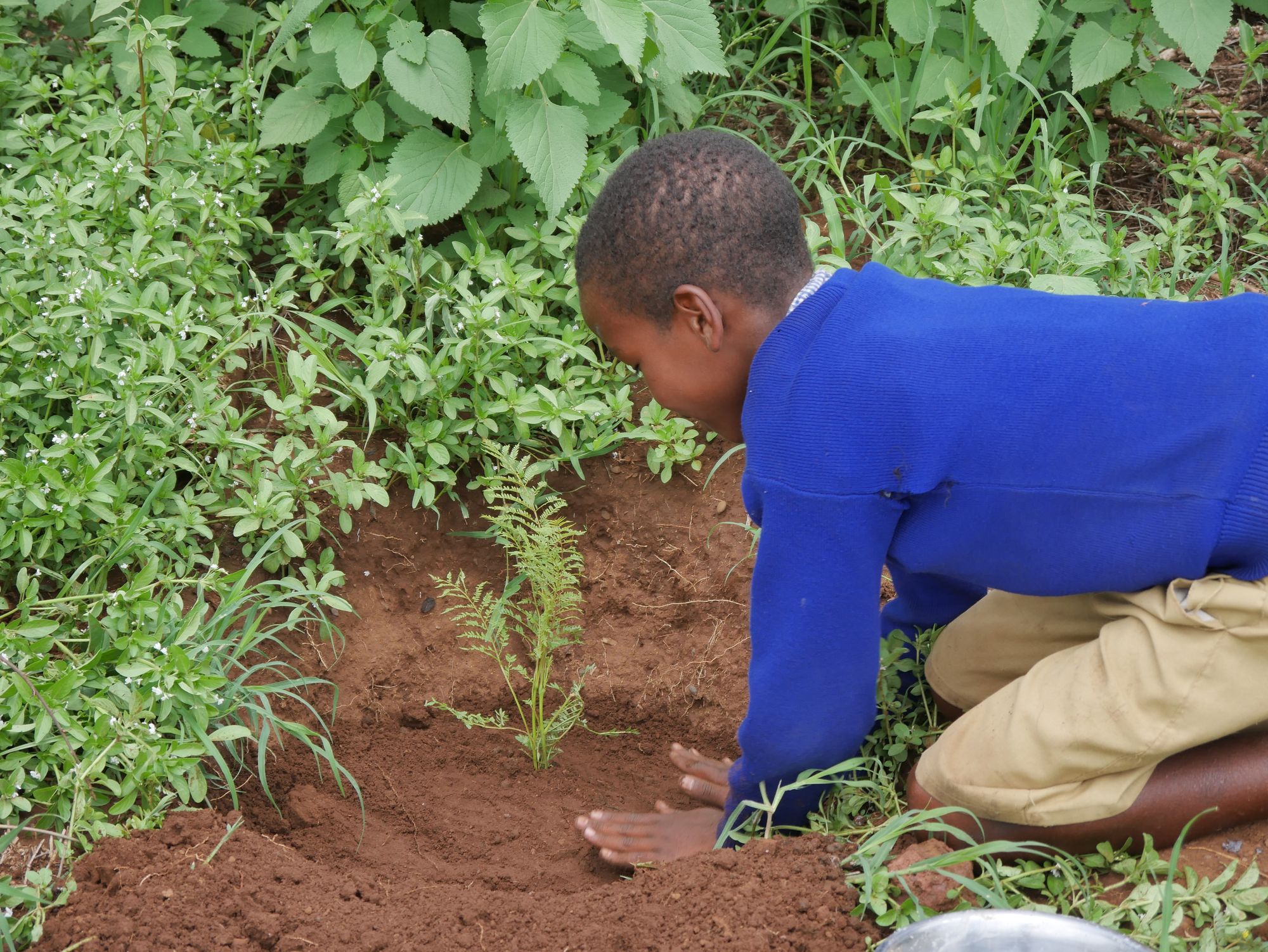 On a mission to make Tingatinga green again