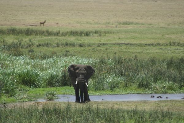 Wildlife Project Nielimishe